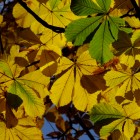 Kastanienlaub in der Herbstsonne