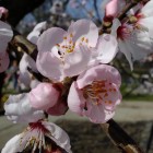 Palmengarten im Frühjahr 2014 - Blühender Mandelbaum