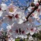 Palmengarten im Frühjahr 2014 - Blühender Mandelbaum