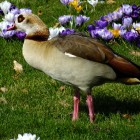 Nilgans