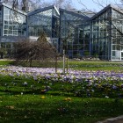 Krokusse vor dem Tropicarium