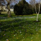 Krokusse und Osterglocken