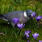 Taube unter Krokussen