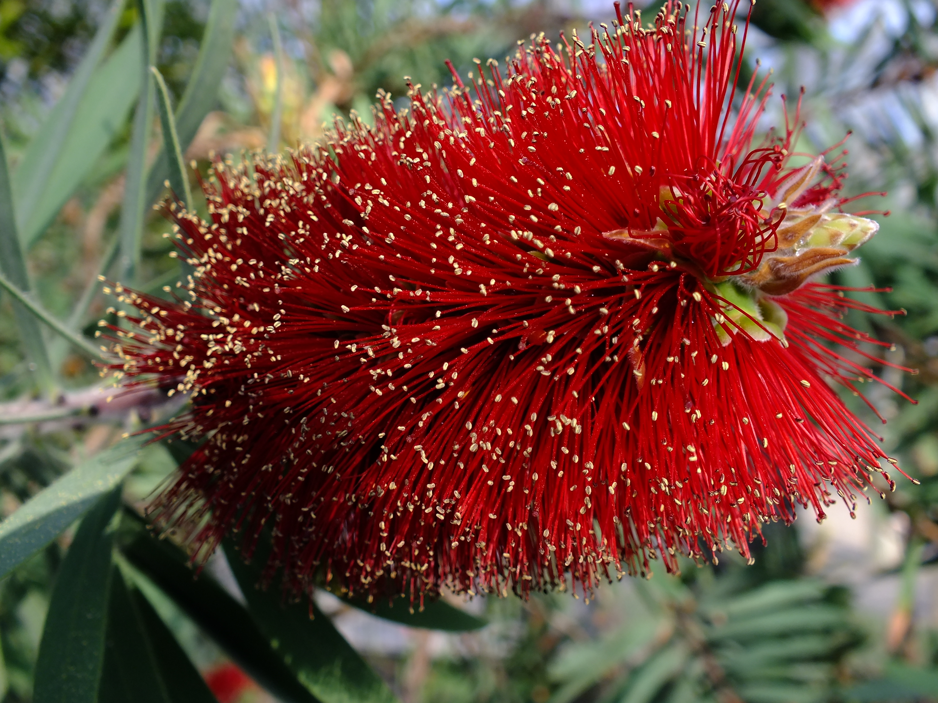 Blütenstand des Zylinderputzers (Australien)
