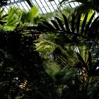 Palmenhaus