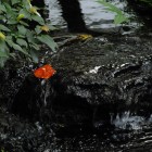 Künstlicher Wasserlauf im Palmenhaus