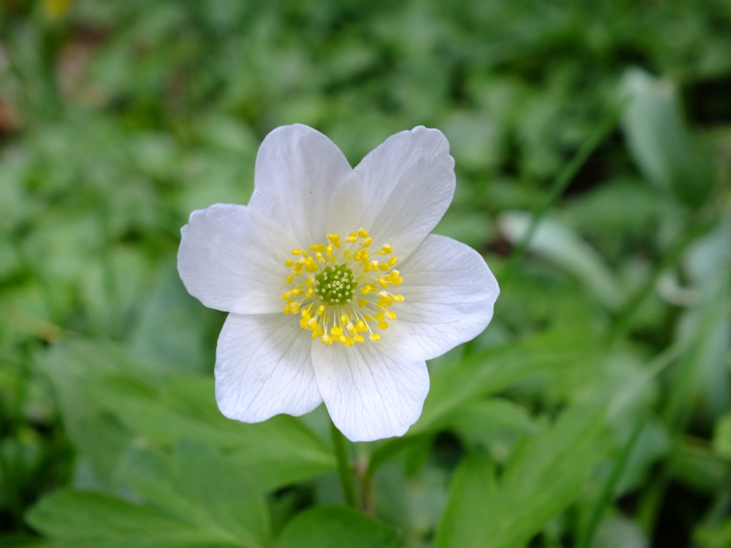 Buschwindröschen: 3 tipps für eine tolle blüte