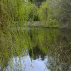 Weiden am Schlossteich von Bad Homburg