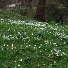 Buschwindröschen im Schlosspark