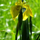 Supfschwertlinie im Kurpark