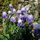 Blühende Iris an der alten Schlossmauer