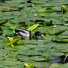 Ente zwischen Seerosen im Schwanenteich von Bad Homburg