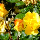 Kletterrosen am Bad Homburger Schloss