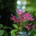 Blüten im Tropicarium