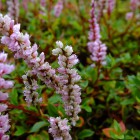 Blüten im Steingarten