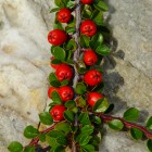 Herbst im Steingarten