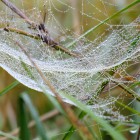 Spinnennetz in der Herbstwiese