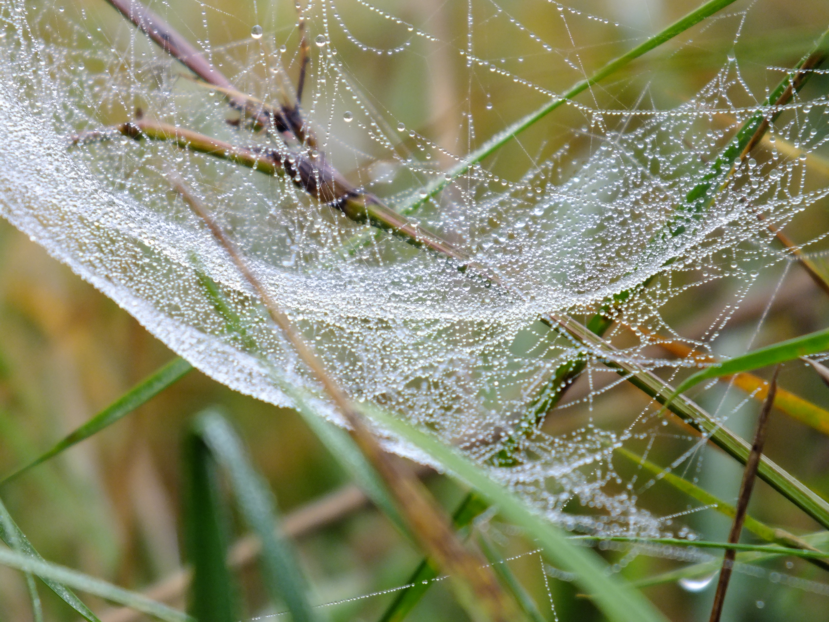 Spinnennetz in der Herbstwiese