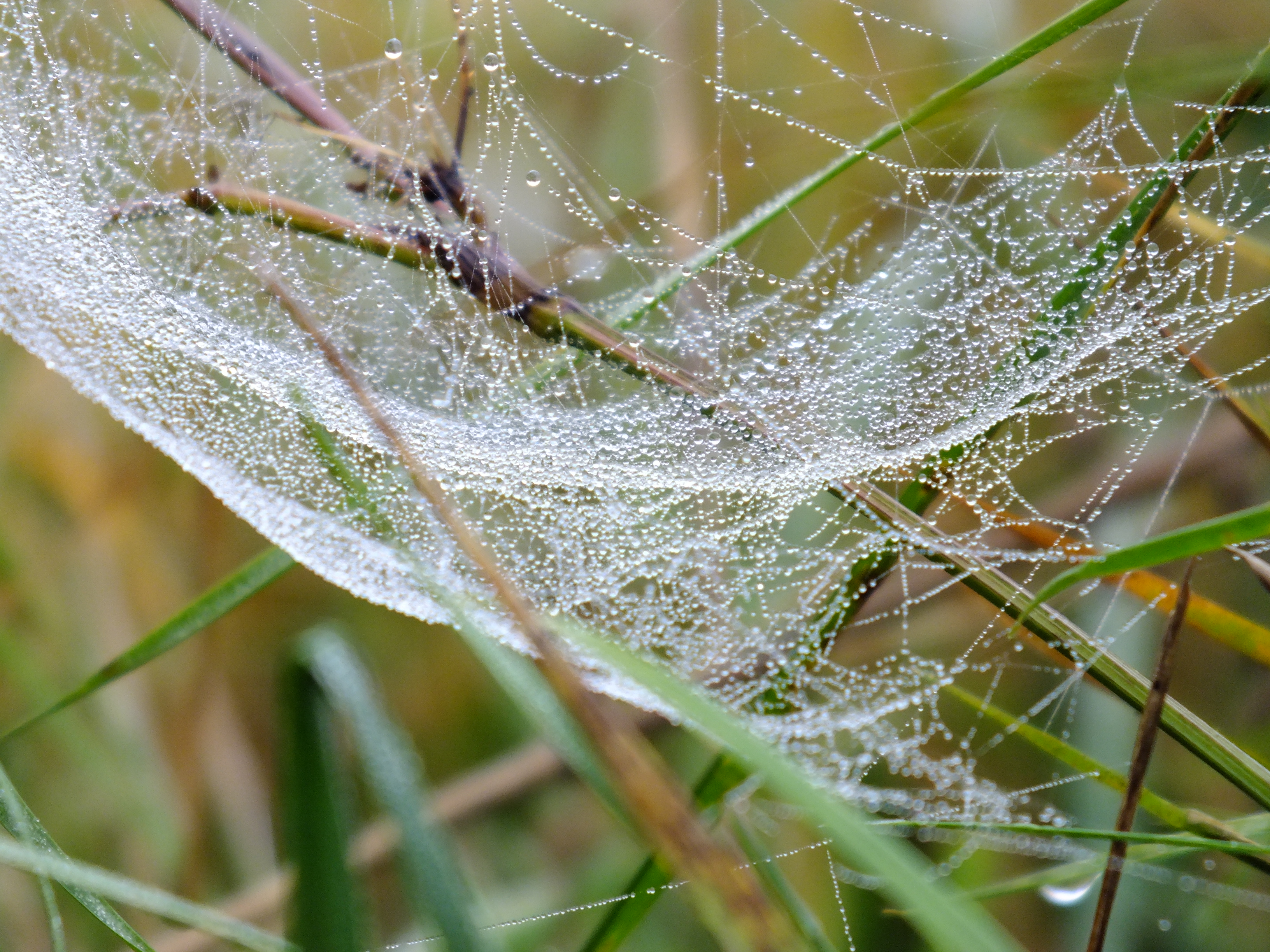 Spinnennetz in der Herbstwiese – Volkersworld