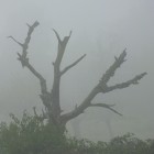 Toter Apfelbaum im Herbstnebel