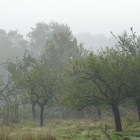 Herbstliche Apfelbäume im Kirdorfer Feld