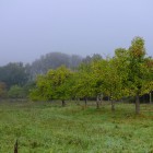 Herbst im Kirdorfer Feld