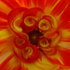 Dahlienblüte