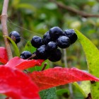 Herbst